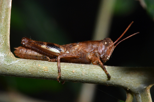 Oak Spur-throat Grasshopper photo 5