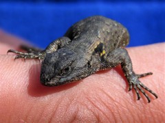 Sceloporus anahuacus
