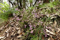 Tetratheca labillardierei