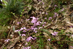 Tetratheca labillardierei
