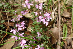 Tetratheca labillardierei