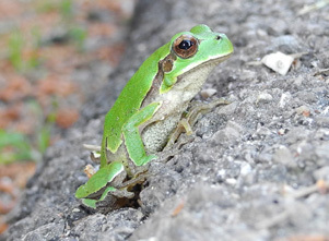 Italian Tree Frog, Le Cesine, photo 9 of 10