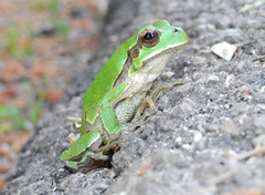 Hyla intermedia