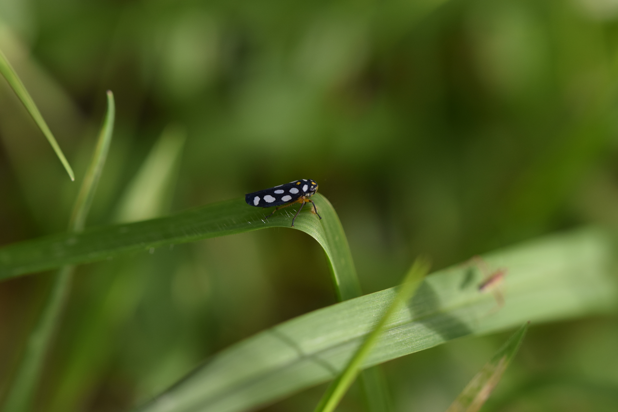 Stehlikiana crassa image