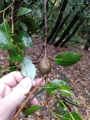 Protobalandricus spectabilis