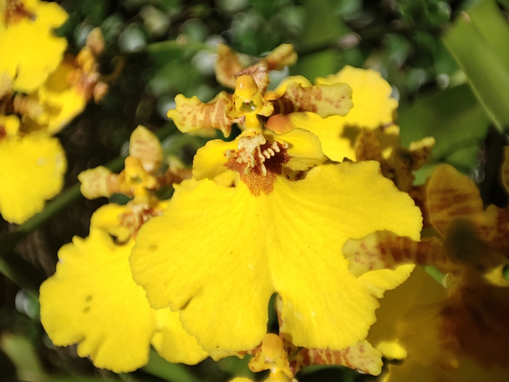 Gomesa flexuosa