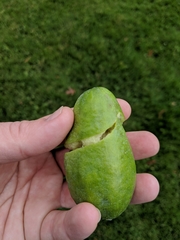 Feijoa sellowiana