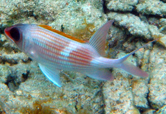 Holocentrus adscensionis