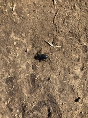 Coelocnemis dilaticollis