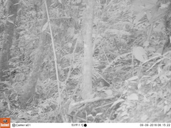 Myiothlypis leucoblephara