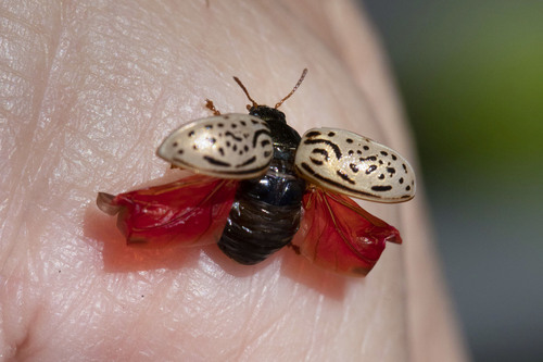 Dogwood Leaf Beetle photo 4