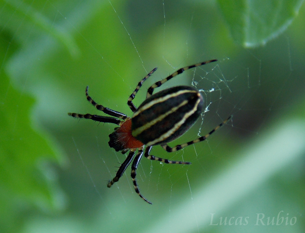 orb weavers