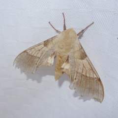 Marumba quercus