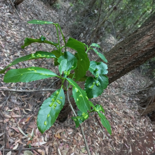 Rawsonia lucida image