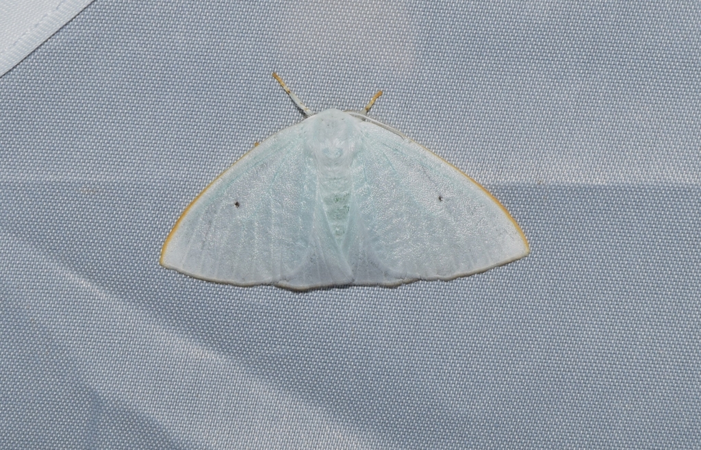 Arctornis phaeocraspeda