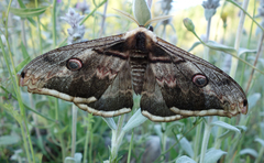 Saturnia pyri