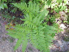 Pteridium aquilinum image