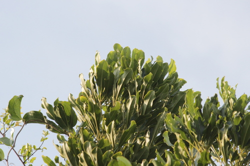 Image of Neocussonia umbellifera by (c) Mahomed Desai, some rights reserved (CC BY)