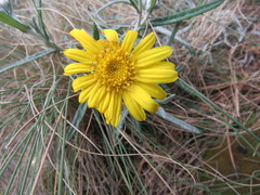 Senecio mairetianus