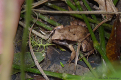 Physalaemus albonotatus