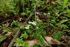 Asperula scoparia scoparia