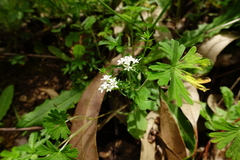 Asperula scoparia scoparia