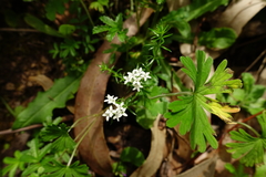 Asperula scoparia scoparia
