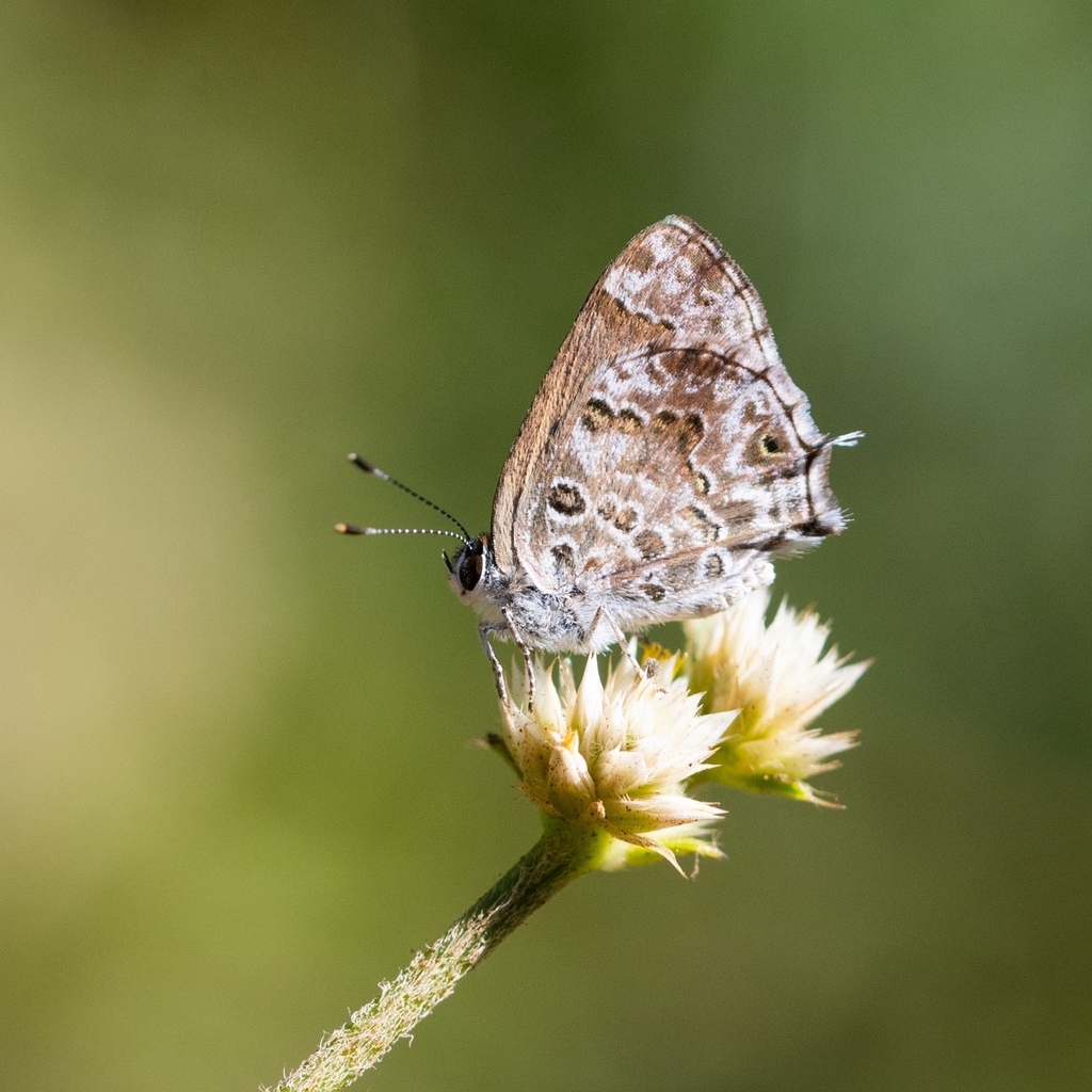 Gray-spotted Scrub-Hairstreak