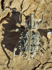 Sepidium tricuspidatum