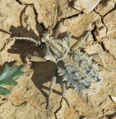 Sepidium tricuspidatum