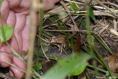 Physalaemus albonotatus