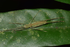 Orthoptera