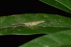 Orthoptera