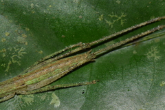 Orthoptera