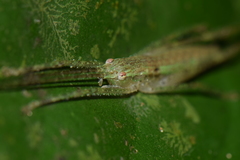 Orthoptera