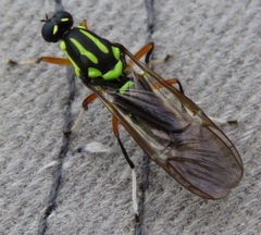 Raphiocera