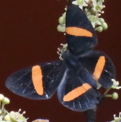 Panara soana