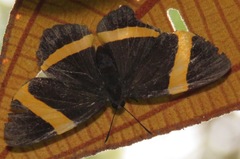 Panara soana