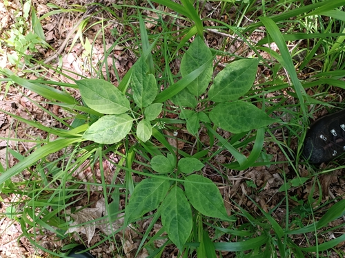 Foto de Ginseng
