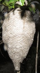 Parachartergus fraternus