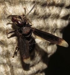 Parachartergus fraternus