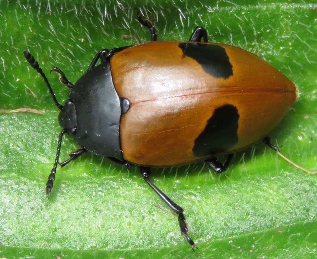 Saccomorphus