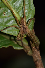 Cupiennius bimaculatus