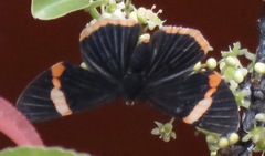 Riodina lycisca
