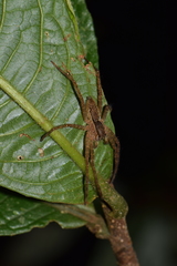 Cupiennius bimaculatus