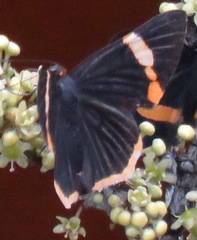 Riodina lycisca