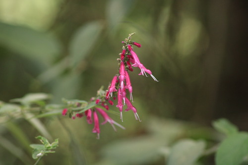 Image of Salvia iodantha by (c) Ricardo Betancourt Sánchez, some rights reserved (CC BY)