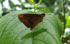 Miltomiges cinnamomea