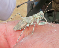 Eremiaphila brunneri