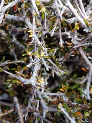 Pittosporum anomalum